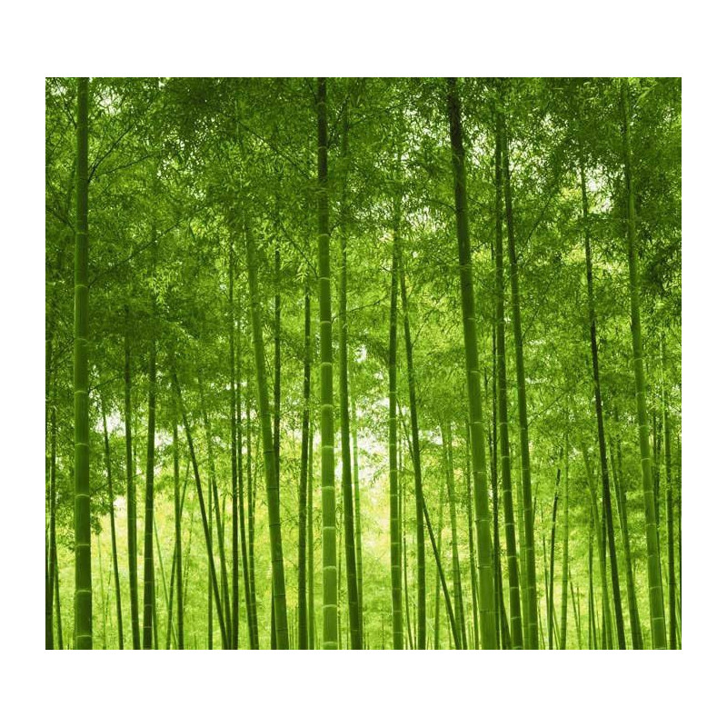 BAMBOO FOREST Wallpaper - Bamboo wallpaper