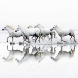 COURSE BLANCHE