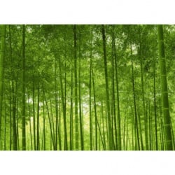 BAMBOO FOREST Canvas print