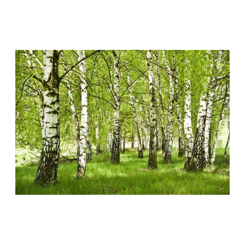 BIRCH FOREST Poster - Panoramic poster