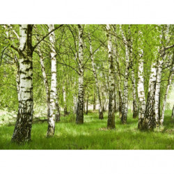 BIRCH FOREST Canvas print