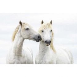 EQUOS