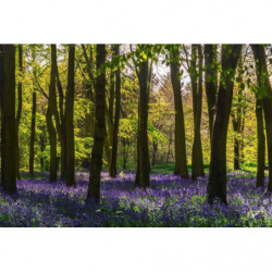 HYACINTH FOREST Poster