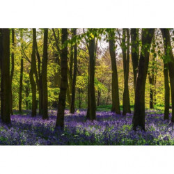 HYACINTH FOREST Wallpaper