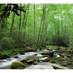 Papel pintado BOSQUE DE SHERWOOD