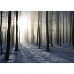 Póster BOSQUE DE INVIERNO