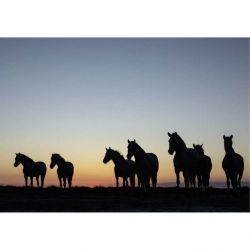 CREPUSCULE