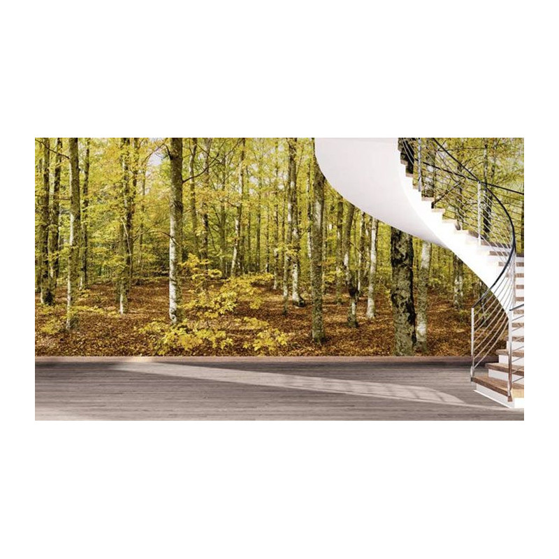 Papier Peint FORET DU VENTOUX