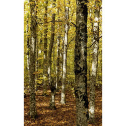 Tapiz pared BOSQUE DEL VENTOUX