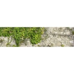 HEDERA