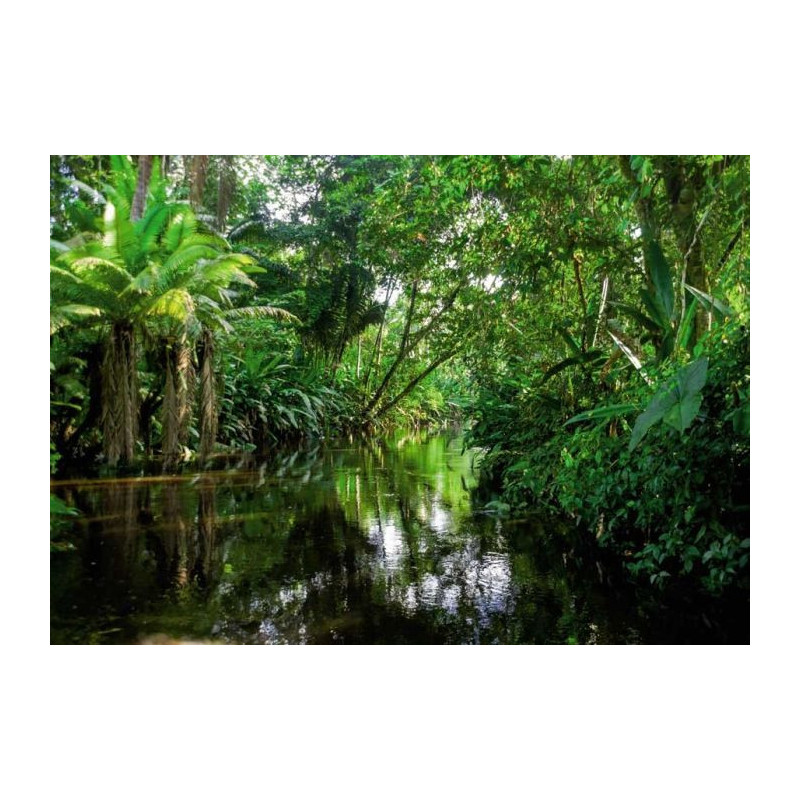 TROPICAL FOREST Poster - Jungle poster
