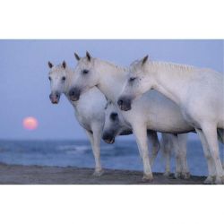 Tableau chevaux camarguais, bord de mer et ciel mauve