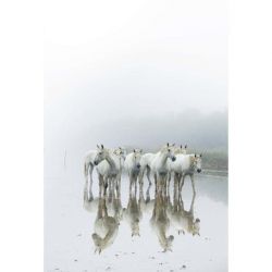 Póster naturaleza caballos en la niebla