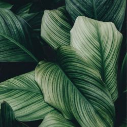 VARIABLE VEGETALE