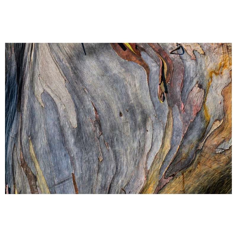 Tableau ESSENCE EUCALYPTUS - Tableau paysage et nature