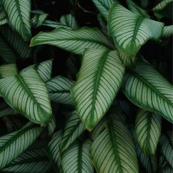 GEOMETRIE  VERTE