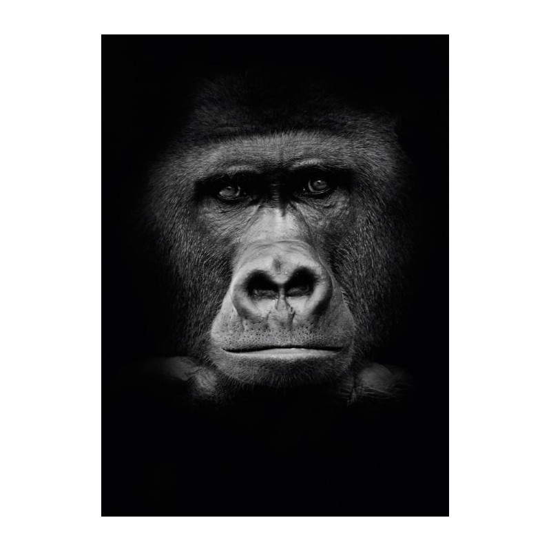 GORILLA Canvas print - Animal canvas print