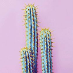 BLEUS CACTUS