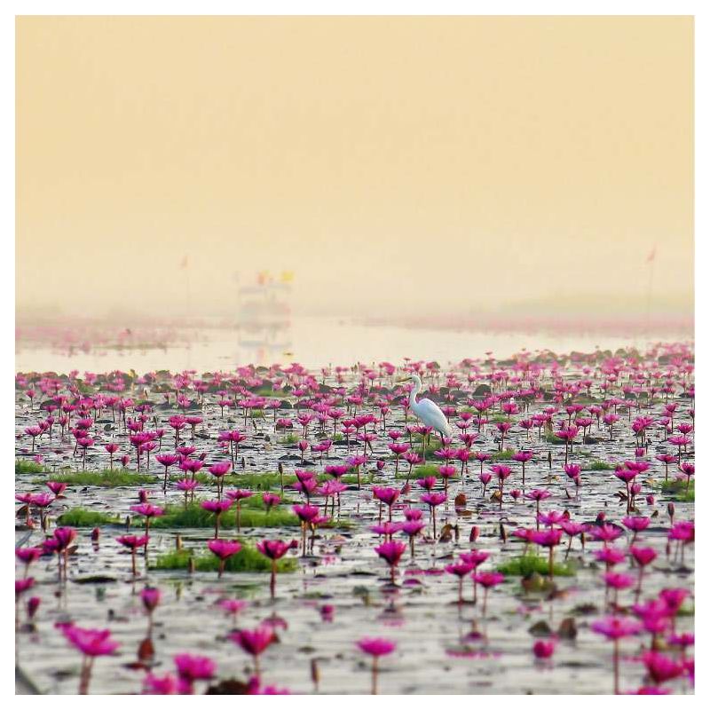 RED LOTUS LAKE canvas print - Flower canvas print