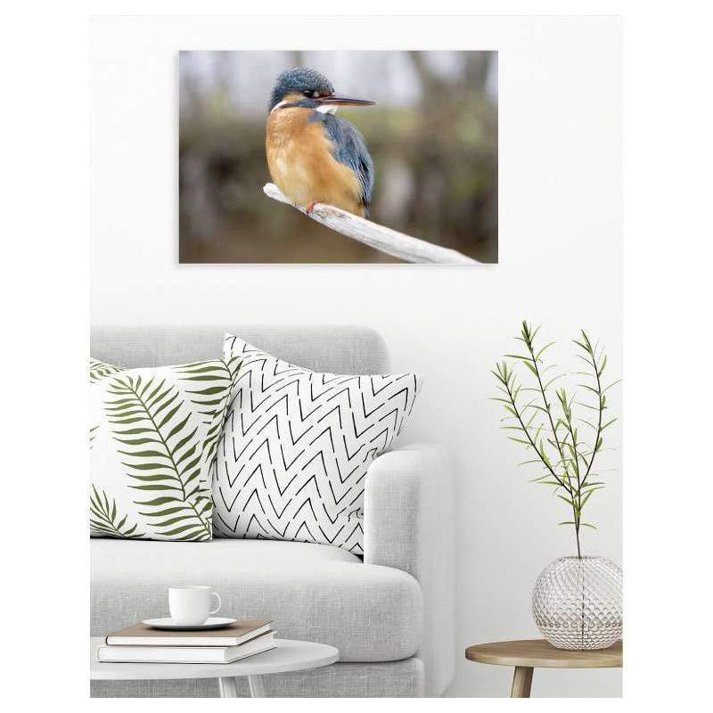 Poster oiseau ALCEDINIDAE