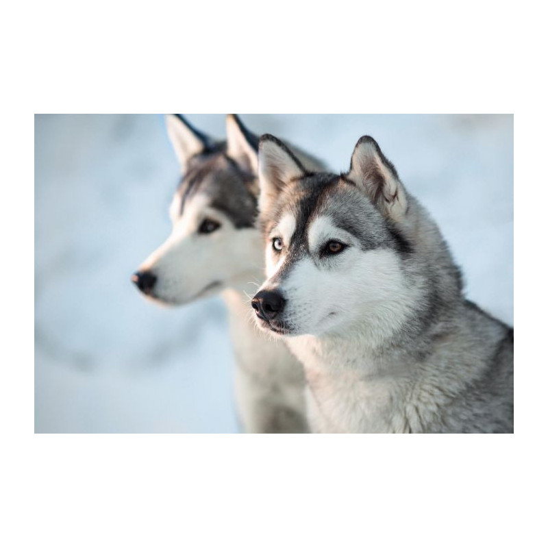 HUSKY Canvas print - Animal canvas print