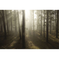 CONTRE JOUR
