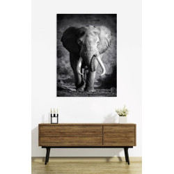 Poster ÉLÉPHANT SOLITAIRE