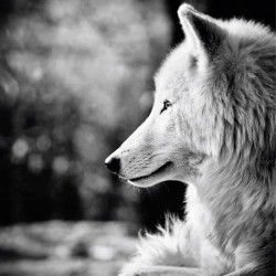 ENTRE CHIEN ET LOUP
