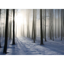 FORET D'HIVER