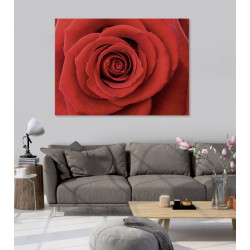 Poster rose rouge LA PASSION