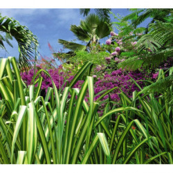 Papel pintado JARDÍN EXÓTICO