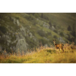 PETIT CHAMOIS