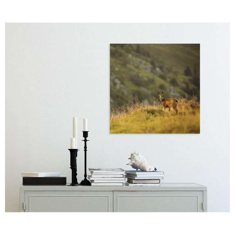 Poster PETIT CHAMOIS