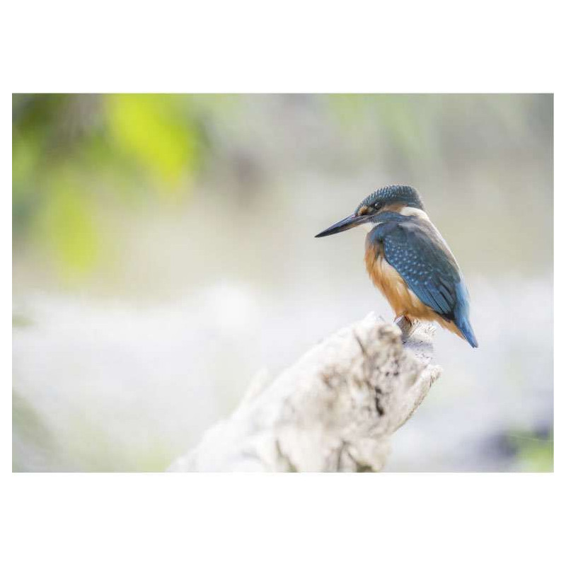 BLUE PLUMAGE poster - Animal poster