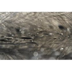 PLUME