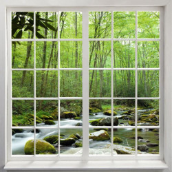 LOOKING AT THE FOREST