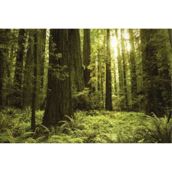 SEQUOIA GEANT USA