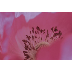 SINGULAR