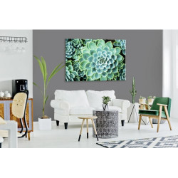 Póster decorativo de plantas suculentas suculentas