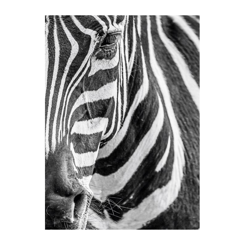 Poster ZEBRE - Poster animaux