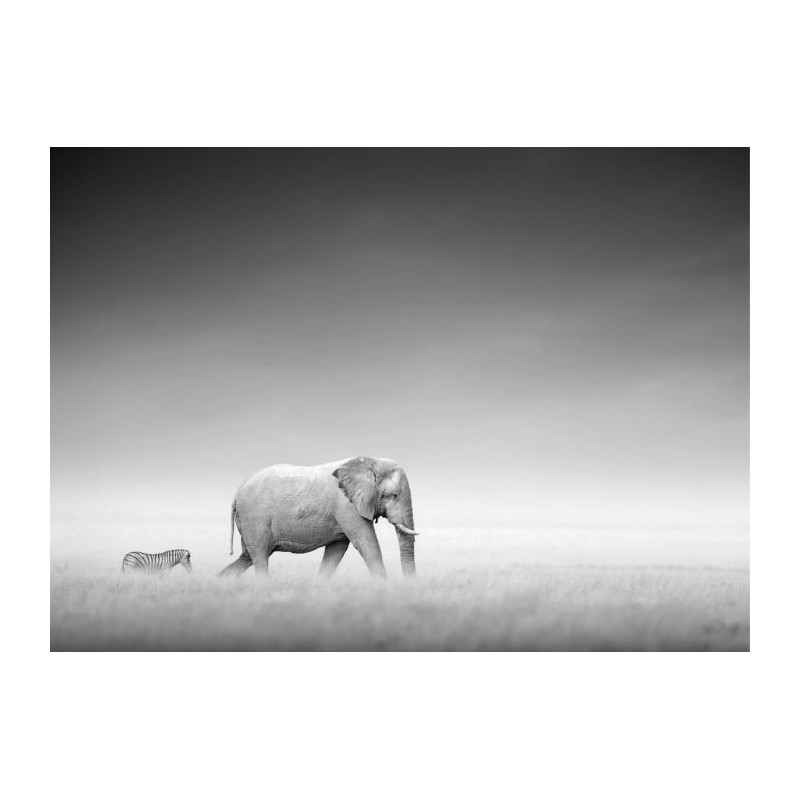 ZEBRA AND ELEPHANT poster - Animal poster