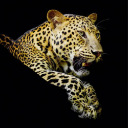 Lienzo impreso LA SIESTA DEL LEOPARDO