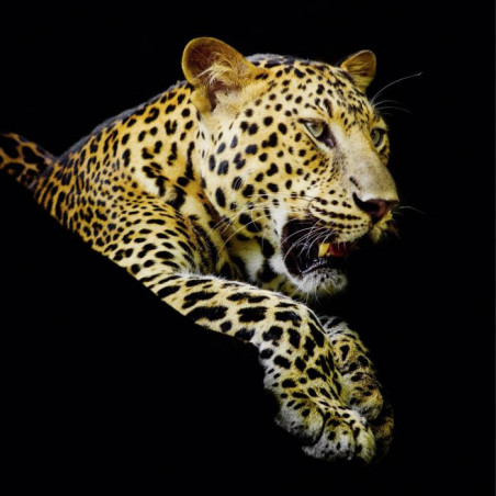 Photo léopard design fond noir