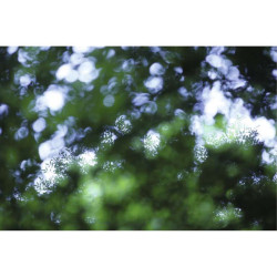 Póster FOLIAJE VERDE