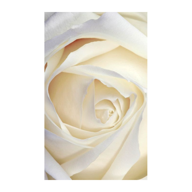 Rose blanche - tenture photo macro cœur de fleur
