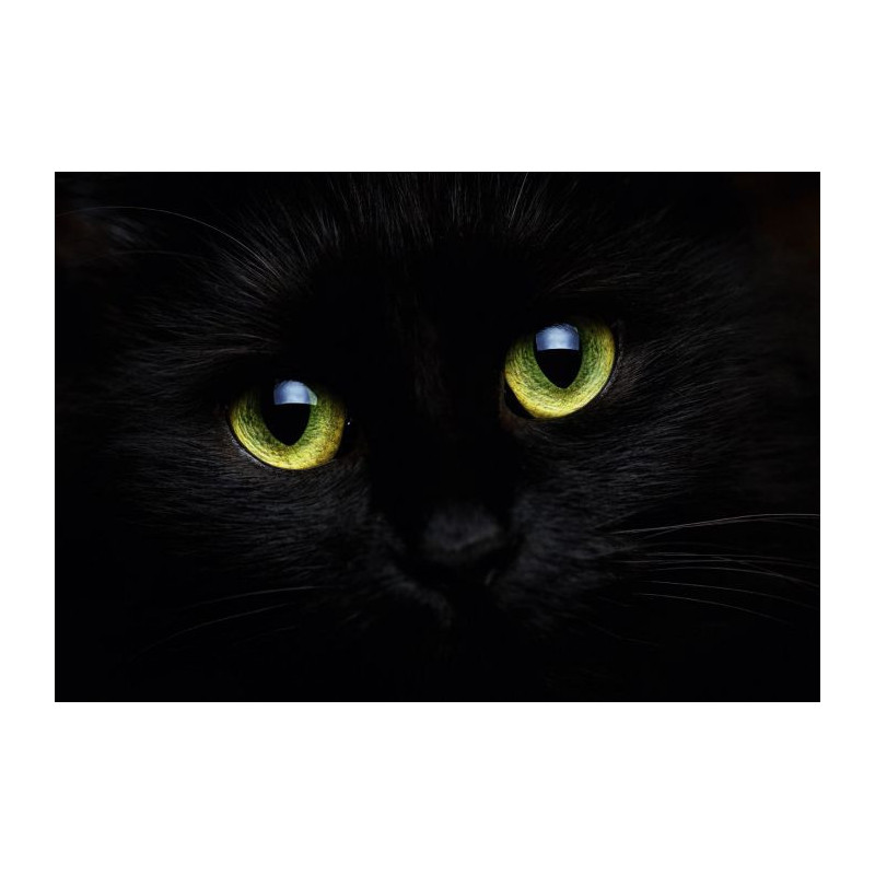 THE CAT'S EYES Canvas print - Animal canvas print