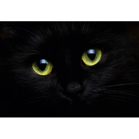 THE CAT'S EYES Canvas print