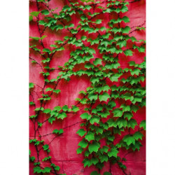 Tapiz pared HIEDRA PURPURA