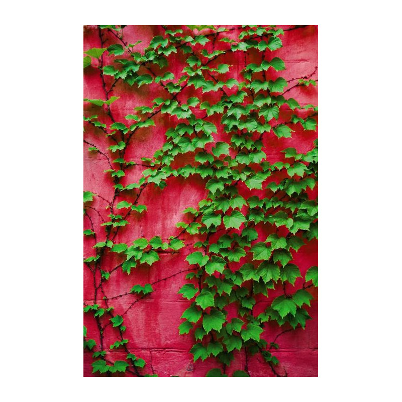PURPLE IVY Wallpaper - Plant wallpaper