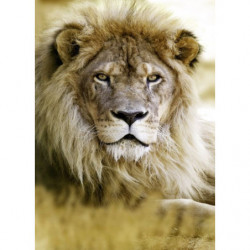 LION Canvas print